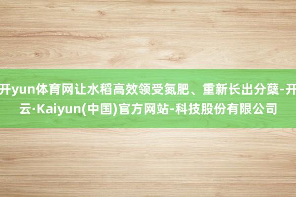 开yun体育网让水稻高效领受氮肥、重新长出分蘖-开云·Kaiyun(中国)官方网站-科技股份有限公司